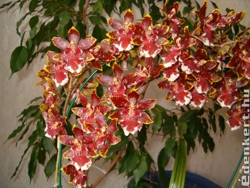 Cambria hibrid orchideám